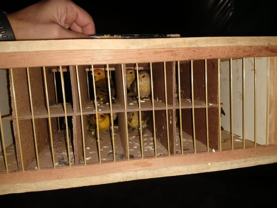 Foto 5 de 6 — PM Ambiental apreende 244 aves nativas e multa infrator em quase R$ 1 milhão